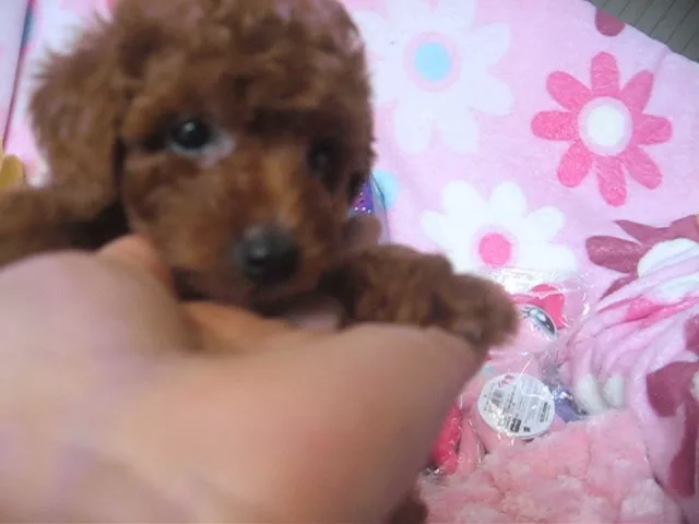 動画