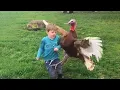 Funny s Animals Funniest Turkey Compilation Best Thanksgiving