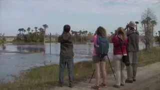 BIRDING BASICS BEYOND How to Get on the Bird