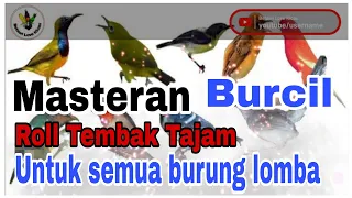 masteran burcil roll tembak top performing untuk semua jenis burung lomba 