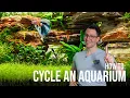 How to Cycle a Planted Aquarium - The Nitrogen Cycle in the Fish Tank EP2 Planted Tank Overview