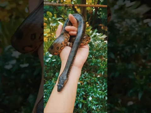 Wild Beautiful Animal Growth #funny #cute #animals