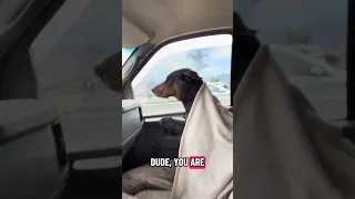 #Fyp #dream #YouTube #doberman #pets