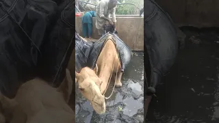 الج ح ش ي غ وص ف ي الم ي اه الم ت س خ ة ت ح ت ع ب ء الق ر ب ة 