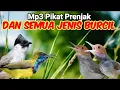 Lagu MP3  PRENJAK DAN SEMUA JENIS BURUNG KECIL