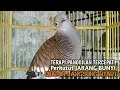 Perkutut Betina memanggil jantan Suara bersahutan perkutut lokal gacor , Ampuh untuk PANCINGAN