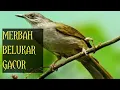 Download Lagu Suara Merbah Belukar Cucak Lumut trucukan lumut gacor cocok untuk pancingan