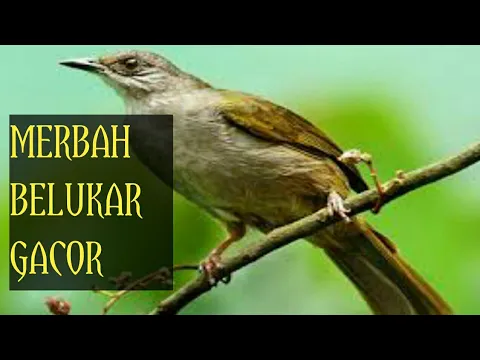 Suara Merbah Belukar Cucak Lumut trucukan lumut gacor cocok untuk pancingan