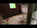 Advice On Shavings