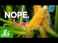 Download Lagu Are GMOs Actually Bad For You?