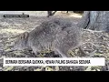 Download Lagu Bermain Bersama Quokka, Hewan Paling Bahagia Sedunia