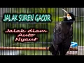 Lagu JALAK SUREN MEWAH UNTUK MASTERAN SEKALIGUS PANCINGAN JALAK SUREN AGAR gacor   #jalaksuren