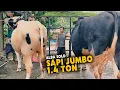 Lagu Baru Turun Langsung Sold ! Ibu ibu borong Sapi qurban Terbesar Target 1.4 ton ?