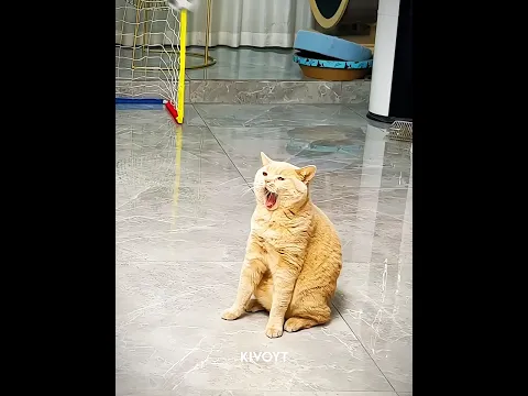 Bro is Meownel Messi 😼💀 #edit #usa #cat