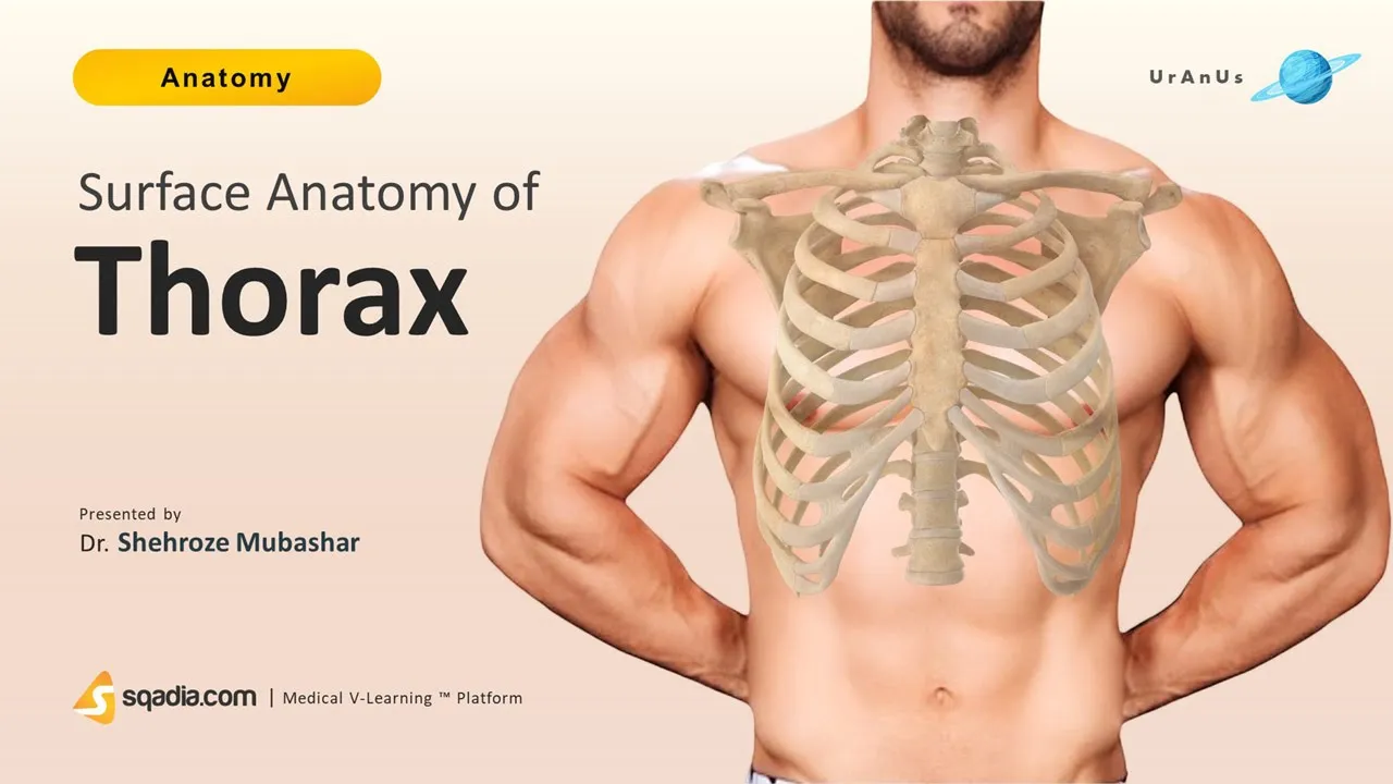 Surface Anatomy of Thorax | Chest Anatomy for Medical Students Learning