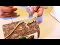 Paradox bearded dragon unboxing