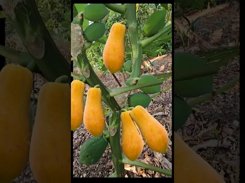 Como poner a tus papayas a dar fruto y a echar ramas #elhuertoentucasa #fruit #viral