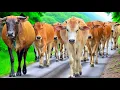 Download Lagu Ratusan sapi lembu jinak sangat gembira berlarian menuruni lereng perbukitan menuju kandang di desa