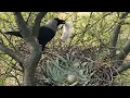 Download Lagu Crow took away the eagle's baby from the eagle's nest @beautyofnature4988