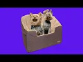 Before You Buy K H PET PRODUCTS Bucket Booster Pet Seat Elevated Pet Booster Seat