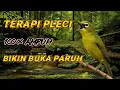 Download Lagu •TERAPI  DAN PANCINGAN  BURUNG PLECI  BAHAN  CEPET BUKA PARUH