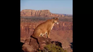 صوت أسد الجبل دندنها