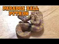 THE PARADOX BALL PYTHON Is it genetic How can you get one WHAT IS IT
