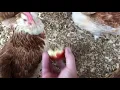 Chickens eat apple