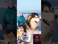 Download Lagu Keunikan Anjing Alaskan: Sahabat Setia dari Kutub Utara