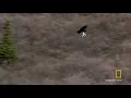 Golden Eagle Flies Off With A Dall Sheep Lamb GIF