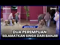 Lagu VIRAL, MOMEN DUA ORANG WANITA SELAMATKAN SINGA DARI BANJIR