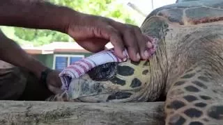 Hawksbill Sea Turtle Conservation in the Arnavon Islands