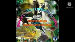 Download SUARA PIKAT RIBUT BURUNG HUTAN BLANTARA MP3