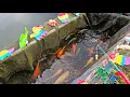 Mancing ikan hias di kolam, ikan cupang, ikan koi, ikan mas, buaya, kura kura asli, hiu.part271