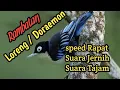Download Lagu Masteran Burung RAMBATAN LORENG / DORAEMON | Speed Rapat,Jernih,tajam | dan suara air mengalir