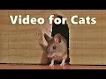 Lagu Videos for Cats ~ Mouse in The House 🐭 A Video for Cats to Watch Mice 🐭 8 HOURS
