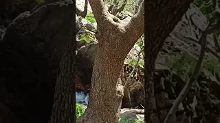 طبیعت زیبایی روستایی دروله کردستان بانه دندنها