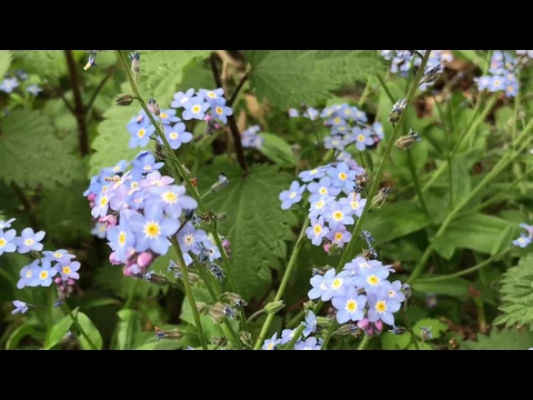 Download MP3 FORGET ME NOT FLOWERS