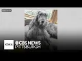Download Lagu Dog dies after eating new shipment of food, owner says