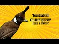 Download Lagu Masteran cililin jernih jeda 1 menit | suara cililin gacor dengan suara jernih
