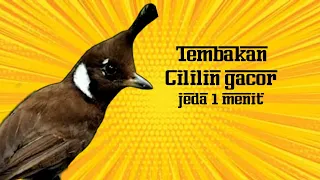 masteran cililin jernih jeda 1 menit suara cililin gacor dengan suara jernih