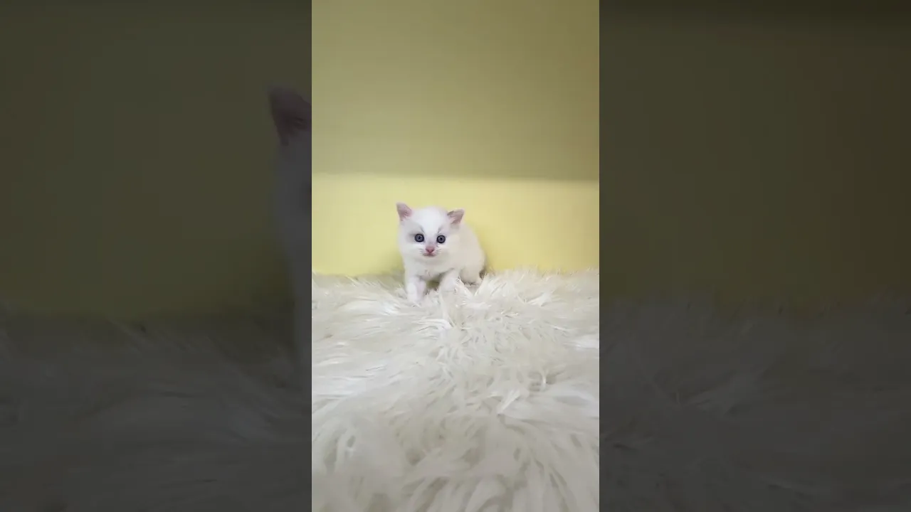 動画