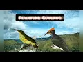Download Lagu Pelatuk Sampit VS Pijatung Gunung || Masteran Burung Juara