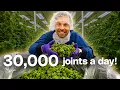 Inside Florida s 2 Billion Cannabis Market