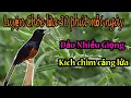 Download Lagu Luyện giọng chích chòe lửa hót giọng rừng - Murai Batu Juara Durasi Panjang Gacor Untuk Masteran #33