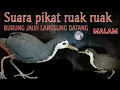 Download Lagu SUARA PEMANGGIL BURUNG RUAK RUAK MALAM HARI