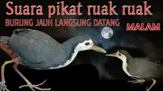 suara pemanggil burung ruak ruak malam hari