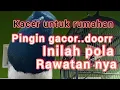 rawatan Kacer rumahan agar gacor dan rajin bunyi