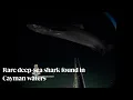 Rare deep sea shark found in Cayman waters