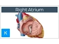 Right Atrium - Location Anatomy Function